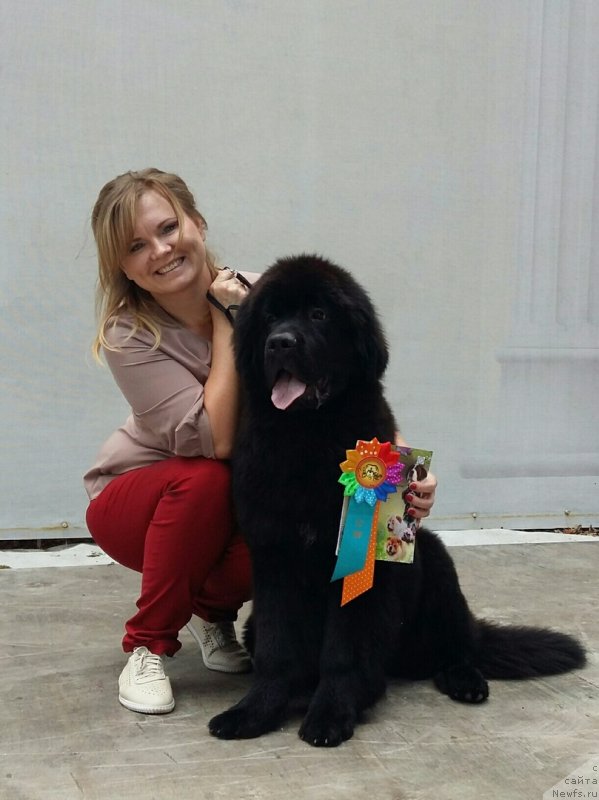 Фото: ньюфаундленд Белкондер-Клаб Марсельеза, Юлия Кулинич