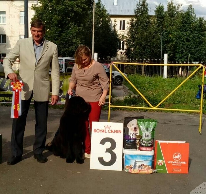 Фото: ньюфаундленд Белкондер-Клаб Марсельеза, Юлия Кулинич, Олег Горбачевский