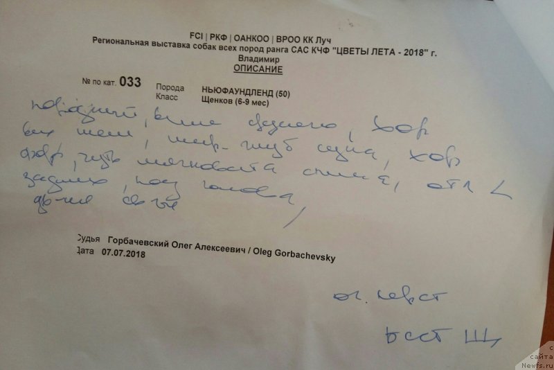 Фото: Описание, ньюфаундленд Белкондер-Клаб Марсельеза