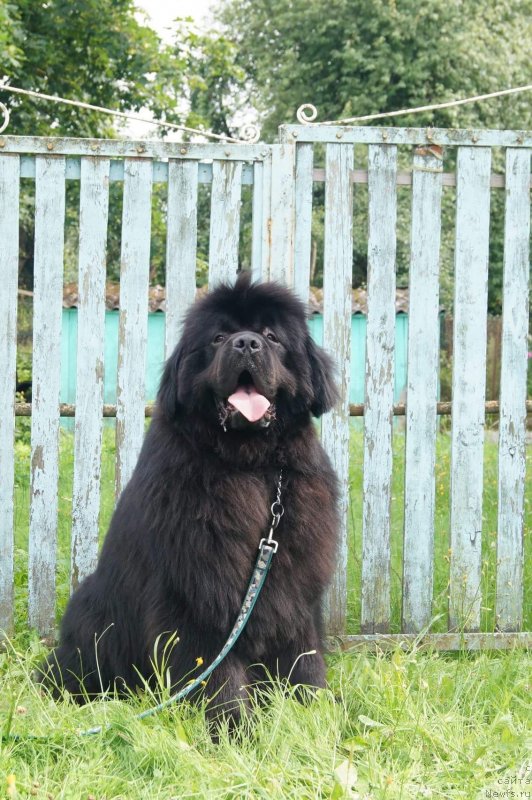 Фото: ньюфаундленд Остап Бендер из Антаграда