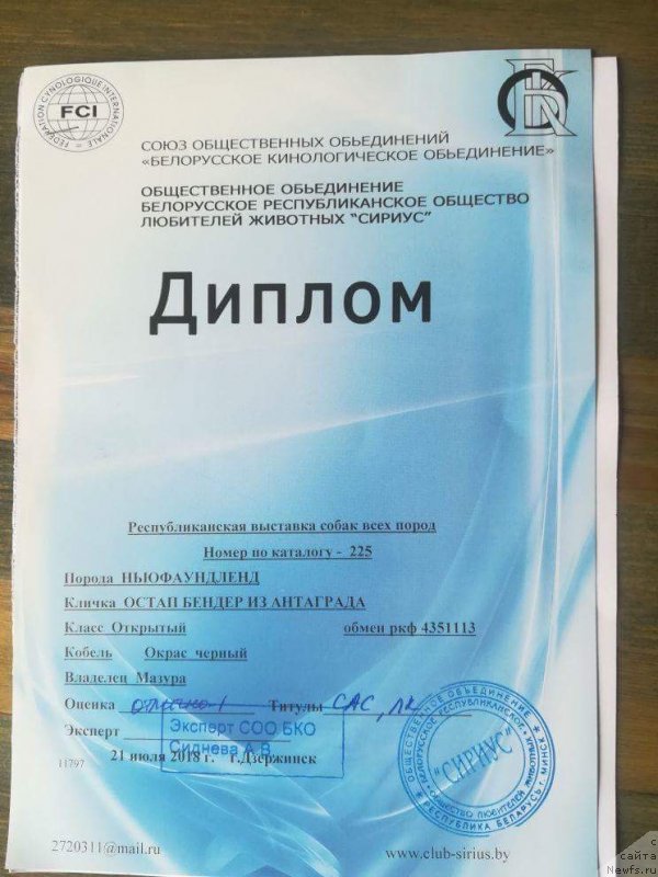 Фото: ньюфаундленд Остап Бендер из Антаграда