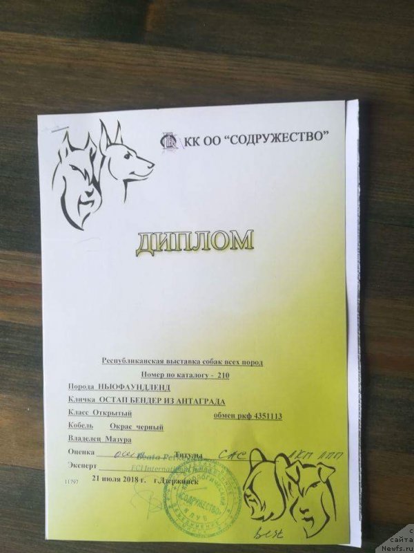 Фото: ньюфаундленд Остап Бендер из Антаграда