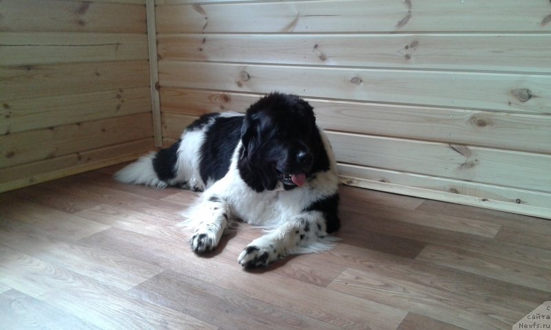 Фото: ньюфаундленд Раффаэла Стильная Кокетка, ньюфаундленд Раффаэла Стильная Кокетка