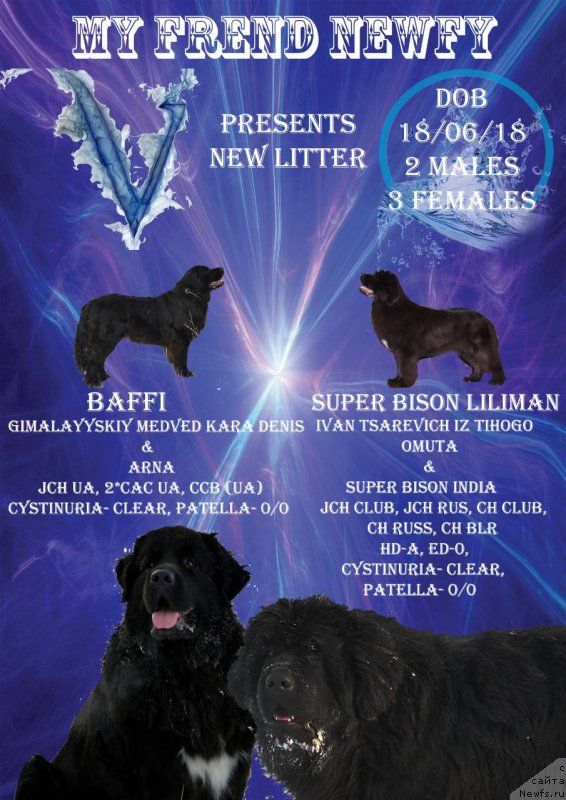 Фото: ньюфаундленд Баффи (Baffi)