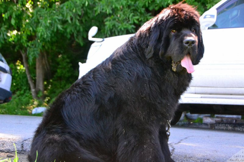 Фото: ньюфаундленд Талисман Моря Ла-Валетта