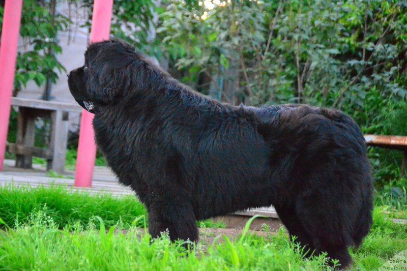 Фото: ньюфаундленд Талисман Моря Ла-Валетта