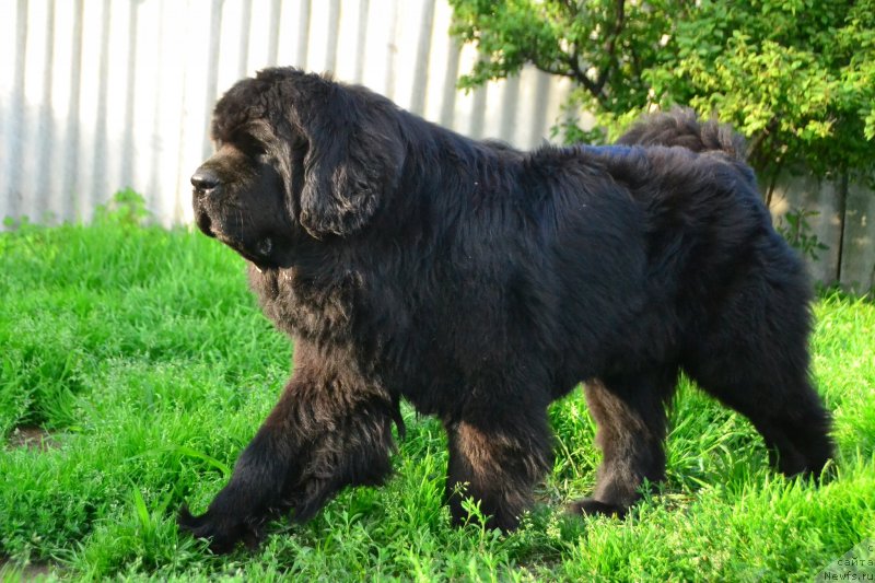 Фото: ньюфаундленд Талисман Моря Ла-Валетта