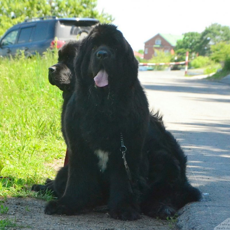 Фото: ньюфаундленд Талисман Моря Ла-Валетта, ньюфаундленд Талисман Моря Изумрудная Волна