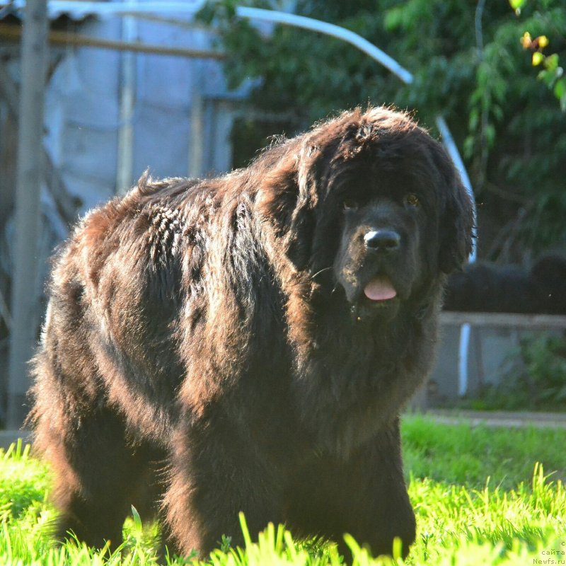 Фото: ньюфаундленд Талисман Моря Ла-Валетта
