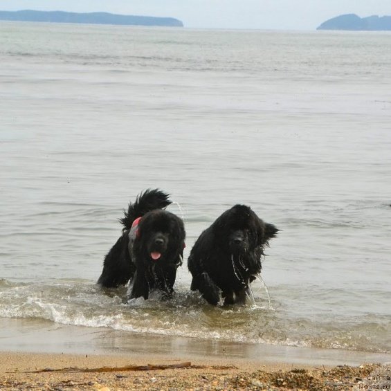 Фото: ньюфаундленд Талисман Моря Изумрудная Волна, ньюфаундленд Талисман Моря Ла-Валетта