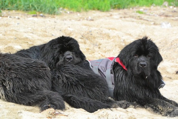 Фото: ньюфаундленд Талисман Моря Ла-Валетта, ньюфаундленд Талисман Моря Изумрудная Волна