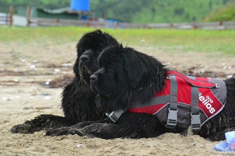 Фото: ньюфаундленд Талисман Моря Ла-Валетта, ньюфаундленд Талисман Моря Изумрудная Волна