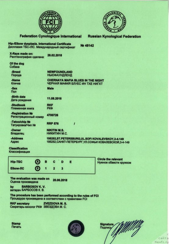 Фото: ньюфаундленд Черная Мафия Блуес Ин Тхе Нигхт (Chernaya Mafia Blues In The Night)