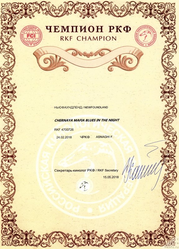 Фото: ньюфаундленд Черная Мафия Блуес Ин Тхе Нигхт (Chernaya Mafia Blues In The Night)