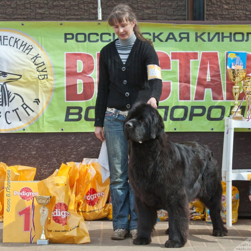 Фото: ньюфаундленд Черная Мафия Бекаусе И Ам Вортх Ит (Chernaya Mafia Because I Am Worth It)