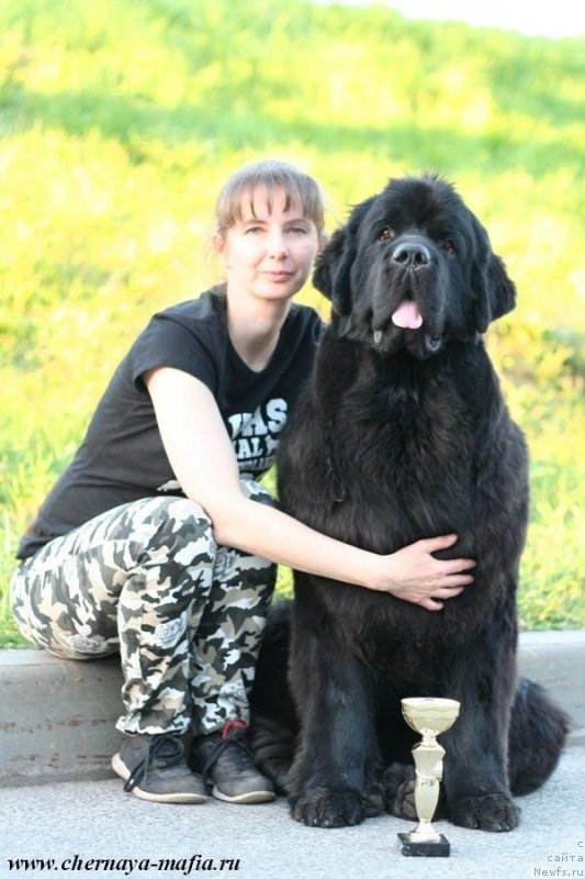 Фото: ньюфаундленд Черная Мафия Бекаусе И Ам Вортх Ит (Chernaya Mafia Because I Am Worth It)