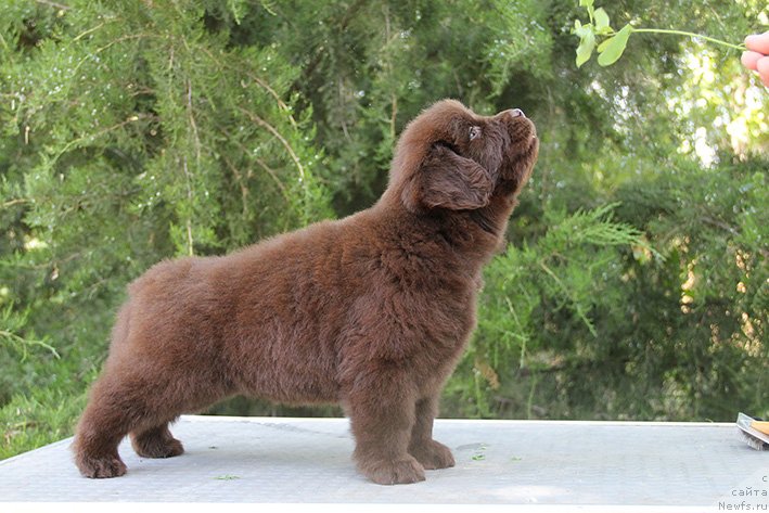 Фото: ньюфаундленд Свомпи с Берега Дона (Svompi s Berega Dona)