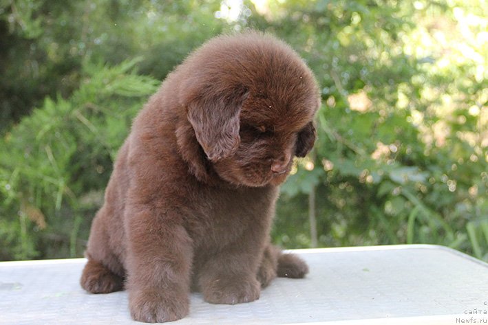 Фото: ньюфаундленд Свомпи с Берега Дона (Svompi s Berega Dona)