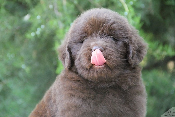 Фото: ньюфаундленд Свомпи с Берега Дона (Svompi s Berega Dona)