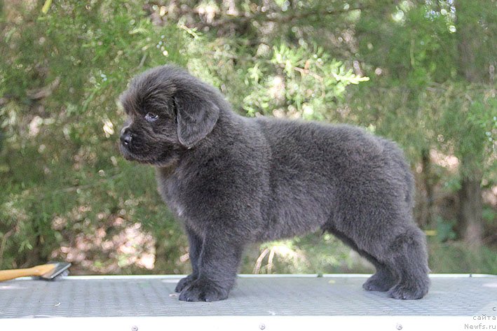 Фото: ньюфаундленд Смайли с Берега Дона (Smayli s Berega Dona)