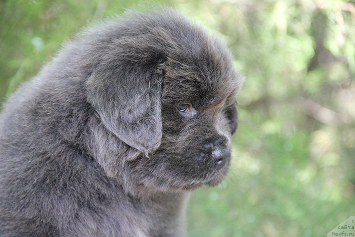 Фото: ньюфаундленд Смайли с Берега Дона (Smayli s Berega Dona)
