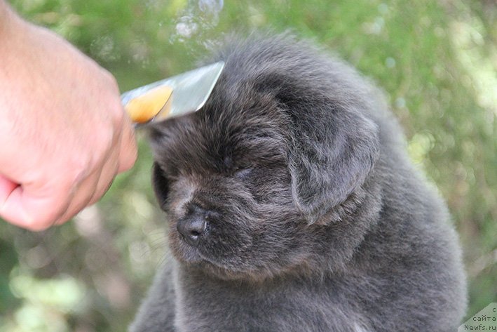 Фото: ньюфаундленд Смайли с Берега Дона (Smayli s Berega Dona)