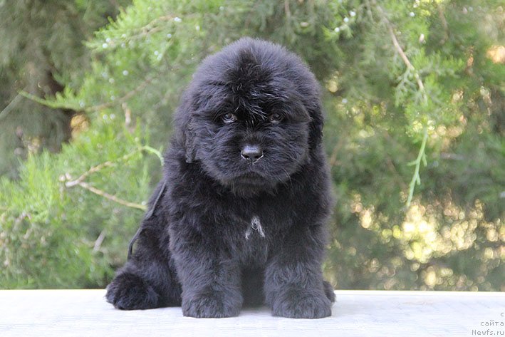 Фото: ньюфаундленд Смолли с Берега Дона (Smolly s Berega Dona)