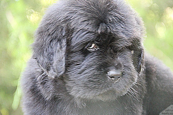 Фото: ньюфаундленд Смолли с Берега Дона (Smolly s Berega Dona)