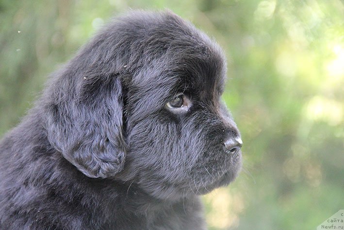 Фото: ньюфаундленд Сейша с Берега Дона (Seysha s Berega Dona)
