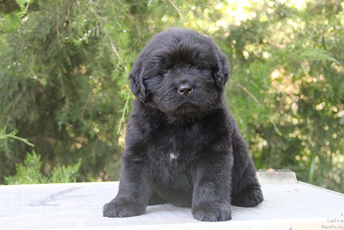 Фото: ньюфаундленд Сейша с Берега Дона (Seysha s Berega Dona)