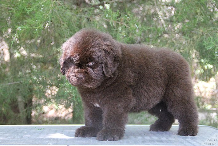 Фото: ньюфаундленд Селли с Берега Дона (Selli s Berega Dona)