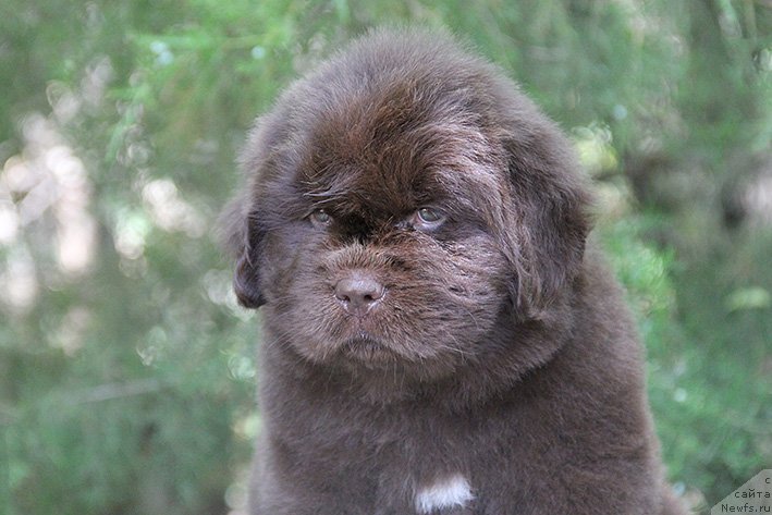 Фото: ньюфаундленд Селли с Берега Дона (Selli s Berega Dona)