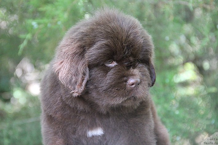 Фото: ньюфаундленд Селли с Берега Дона (Selli s Berega Dona)