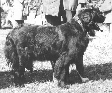 Фото: ньюфаундленд Мира