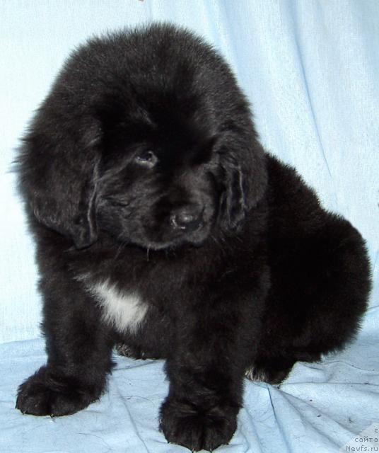 Фото: ньюфаундленд Бианка Вайт Пэрл