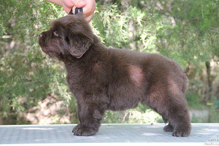 Фото: ньюфаундленд Селеста с Берега Дона (Selesta s Berega Dona)