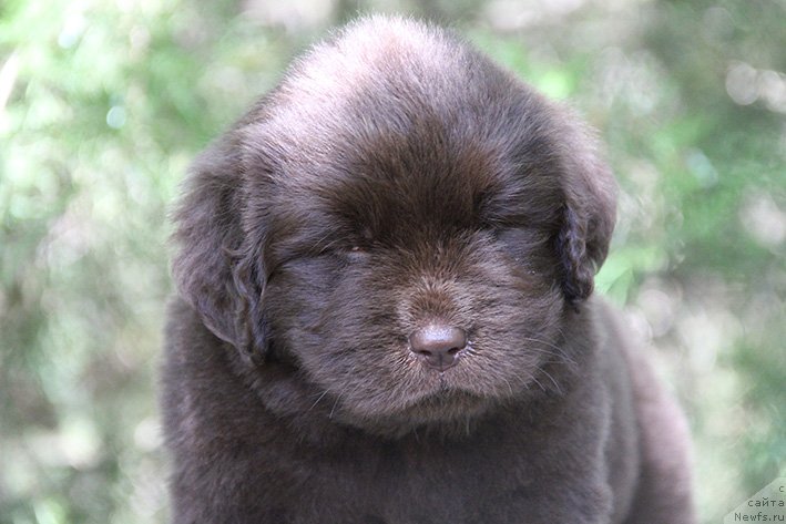 Фото: ньюфаундленд Селеста с Берега Дона (Selesta s Berega Dona)