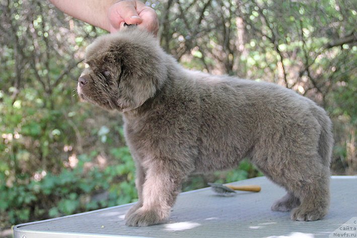Фото: ньюфаундленд Селена с Берега Дона (Selena s Berega Dona)