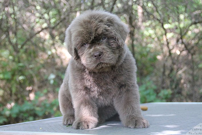 Фото: ньюфаундленд Селена с Берега Дона (Selena s Berega Dona)