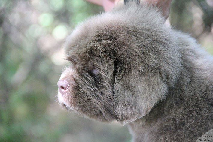 Фото: ньюфаундленд Селена с Берега Дона (Selena s Berega Dona)