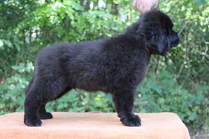 Фото: ньюфаундленд Рокки с Берега Дона