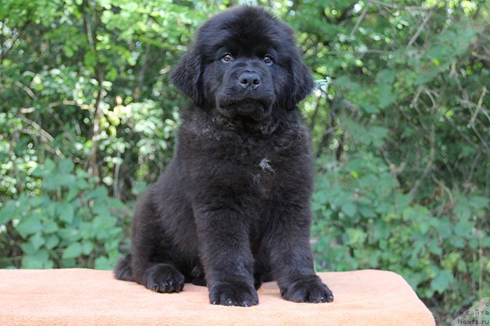 Фото: ньюфаундленд Рокки с Берега Дона