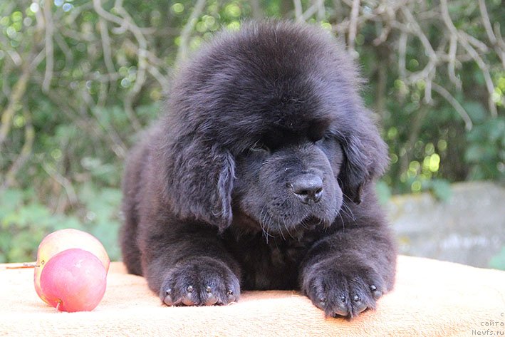 Фото: ньюфаундленд Рокки с Берега Дона