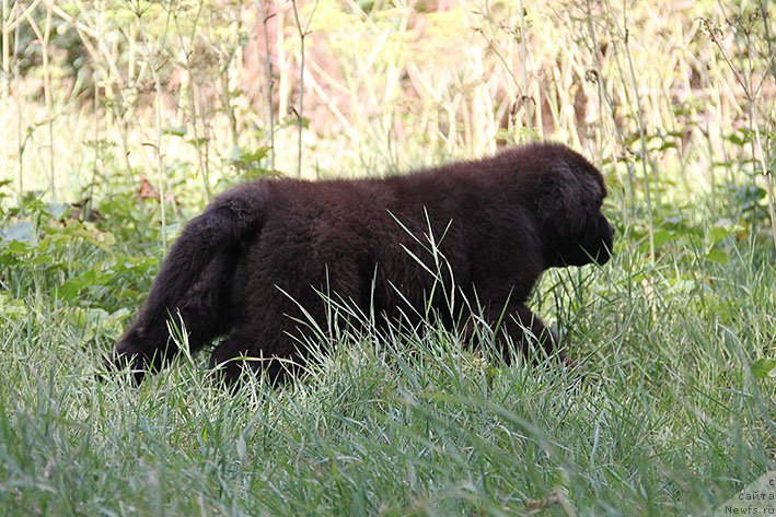 Фотография № 237410