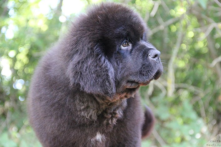 Фотография № 237411