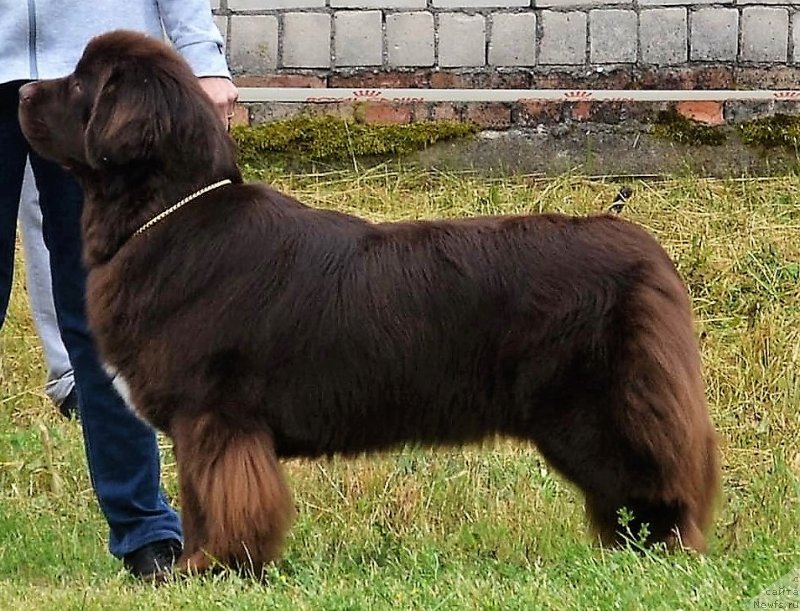 Фотография № 237416