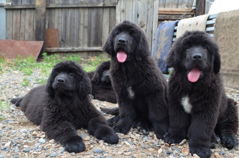 Фото: ньюфаундленд Хит Шелико Ерсус Едельмар, ньюфаундленд Хит Шелико Елизар Ефрат, ньюфаундленд Хит Шелико Ерофей Ерланд, ньюфаундленд Хит Шелико Ефграф Еран