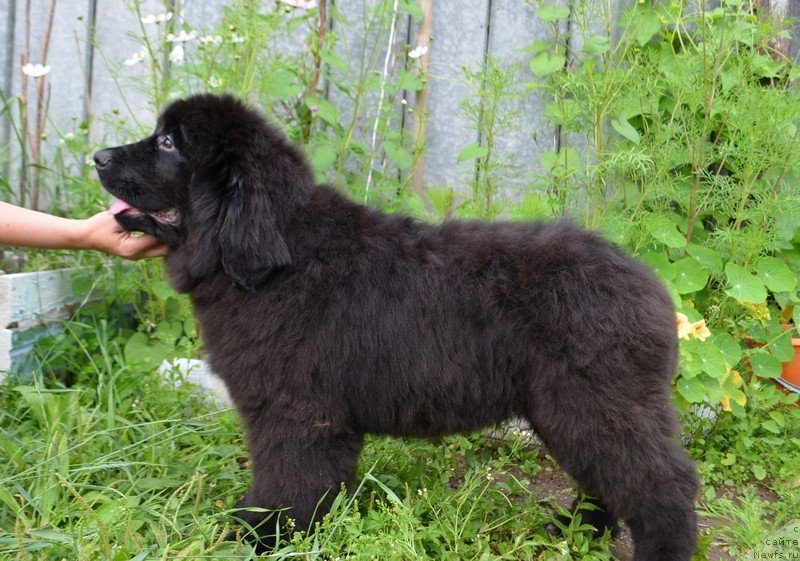 Фото: ньюфаундленд Хит Шелико Ерсус Едельмар