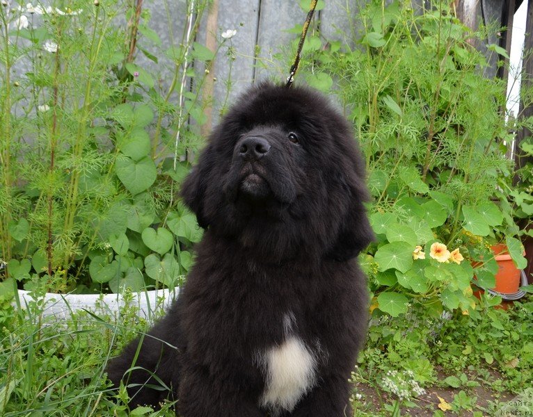 Фото: ньюфаундленд Хит Шелико Ерсус Едельмар