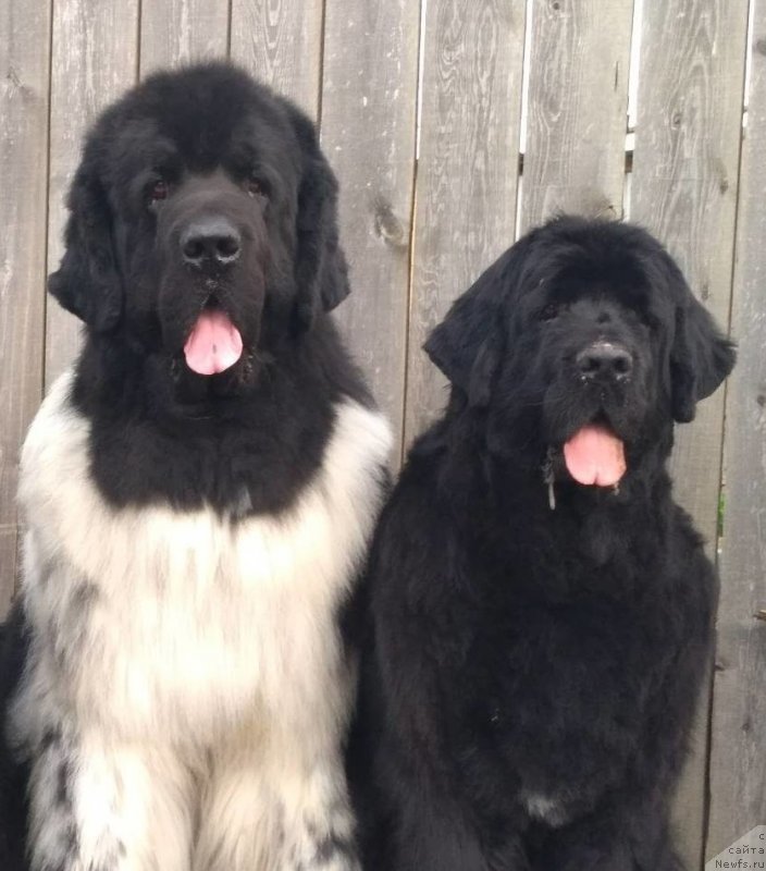 Фото: ньюфаундленд Сказочная Кроха Шекспир